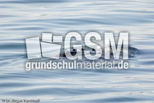 Buckelwal (24 von 57).jpg